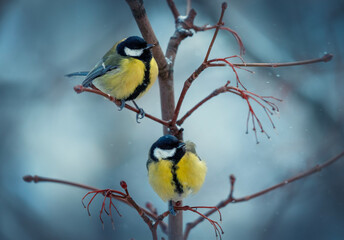 Naklejka premium two birds of sinitsa sit on a branch in a winter park