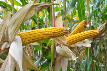 A cob ripened on a corn stalk