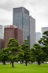 Office buildings behind pine trees in Tokyo Japan.