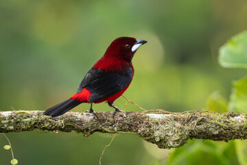 Crimson-backed Tanager perched on a branch
