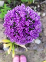 Purple blooming Allium Purple Sensation on the background of pink women's garden shoes on a sunny summer day. Floral wallpaper.