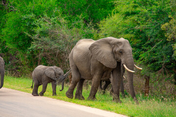 Fototapeta na wymiar Beautiful wild elephant in her natural habitat in South Africa