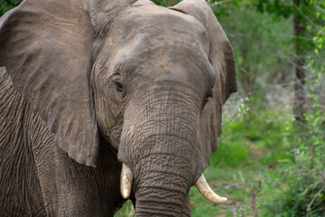 Beautiful wild elephant in her natural habitat in South Africa