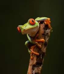 Schilderijen op glas Red-eyed Tree Frog in the Rainforest of Costa Rica  © Harry Collins