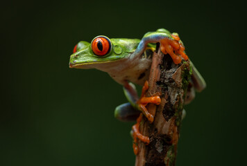 Red-eyed Tree Frog in the Rainforest of Costa Rica 