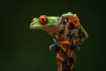 Afwasbaar fotobehang Red-eyed Tree Frog in the Rainforest of Costa Rica  © Harry Collins