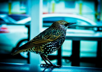 Common starling in an urban environment. Spotted starling sits on a metal bar against the...