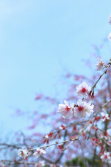 Background material photo of a close-up of cherry blossoms in full bloom