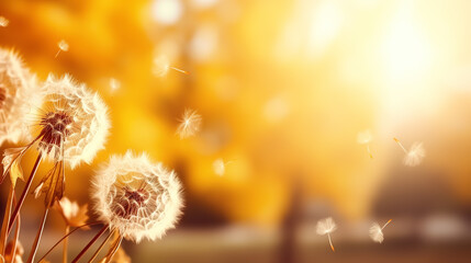 Dandelion flower on blurred yellow background with bokeh effect.