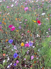 flowers in the garden