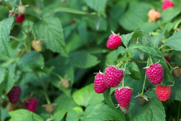 red ripe raspberries bunch in summer garden with close up