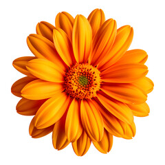 Orange Flower Isolated on Transparent Background