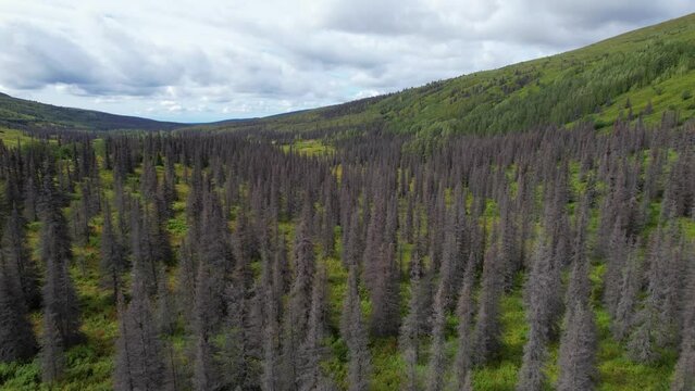 ALASKA - 2023 - Excellent aerial footage moving slowly across a forest of spruce trees killed by beetles in Alaska's Hatcher Pass.