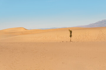 Fototapeta na wymiar Lonely tree in the hot desert