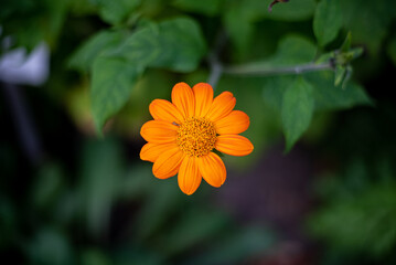 orange flower in the garden