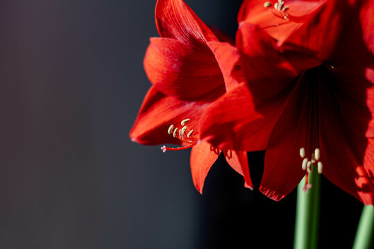 red flower