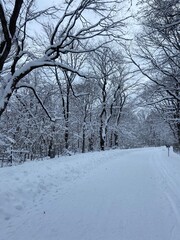 snow covered trees