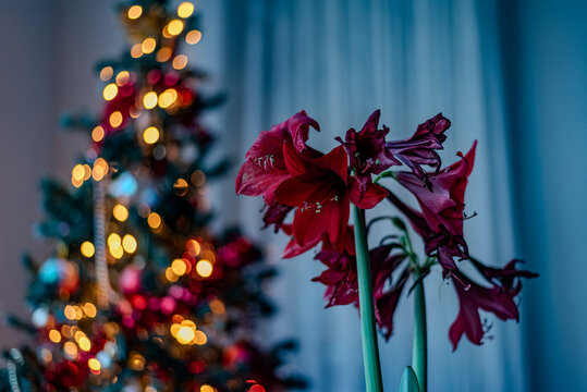 christmas tree with lights