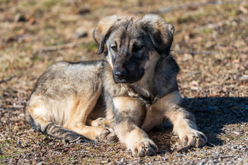 Portrait of the young puppy, catalan sheep dog. Purebreed. Resting on the ground. Cute animal. Paws.