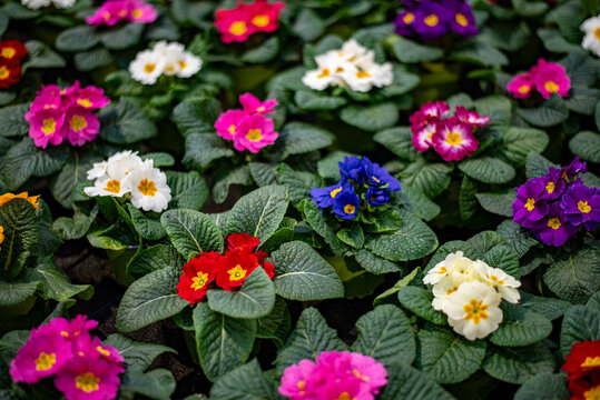 flowers in the garden