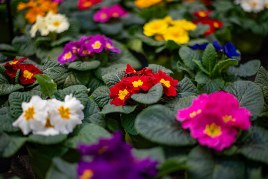 red and yellow flowers