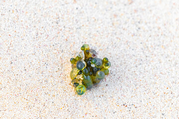 Different types of seaweed sea grass beach sand and water.