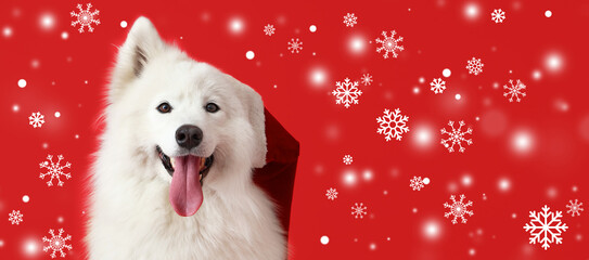 Cute samoyed dog in Santa hat and falling snow on red background with space for text