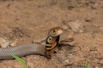 Closeup of the beautiful hood of the highly venomous Mozambique Spitting Cobra (Naja mossambica) 