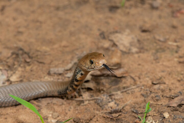 Closeup of the beautiful hood of the highly venomous Mozambique Spitting Cobra (Naja mossambica) 