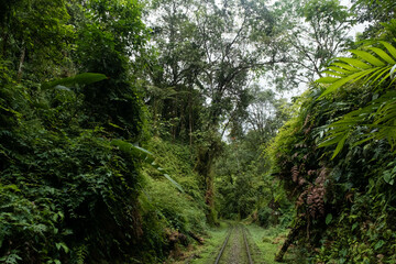 Fototapeta na wymiar Train in the forest of san Cipriano