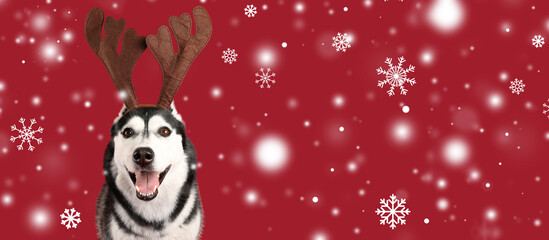 Adorable husky dog with deer antlers and snowflakes on red background. Banner for design