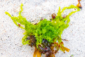 Obraz premium Different types of seaweed sea grass beach sand and water.