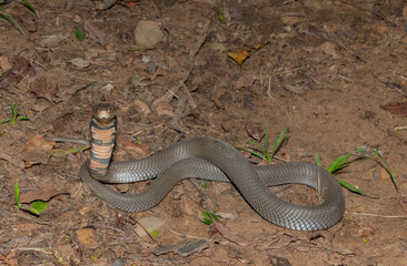 A venomous Mozambique Spitting Cobra (Naja mossambica) displaying its signature defensive hood