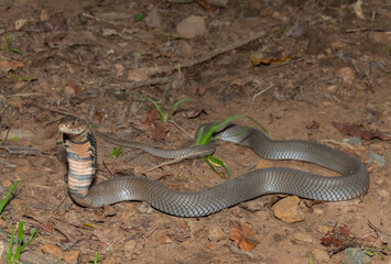 A venomous Mozambique Spitting Cobra (Naja mossambica) displaying its signature defensive hood