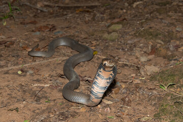 A venomous Mozambique Spitting Cobra (Naja mossambica) displaying its signature defensive hood