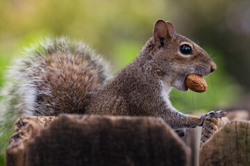 Naklejka na ściany i meble Side View of a Young Squirrel With Peanut In Mouth, squirrel