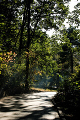 Fototapeta premium Winding path of the autumn park