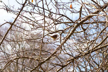 This cute little sparrow sat perched in the tree. The small bird with brown feathers is trying to hide and stay safe. These are songbirds and sound so pretty. The branches are without leaves.