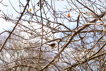 This cute little sparrow sat perched in the tree. The small bird with brown feathers is trying to...