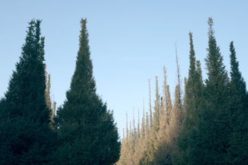 初秋のイチョウ並木