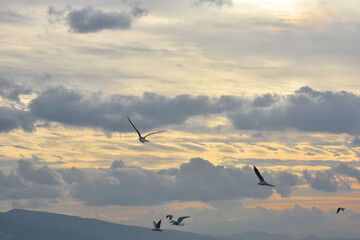 Seagulls flying with open wings at cloudy sunset	