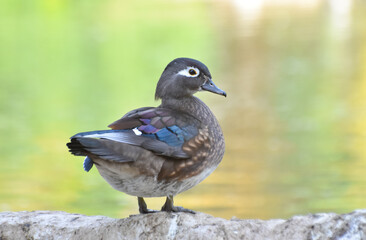 Female Wood Duck standing on rock.