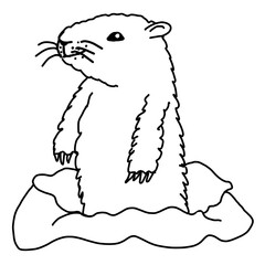 drawing Groundhog,