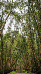The view of Tram Chim National Park in Southern Vietnam