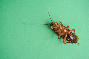 Cockroach isolated on green background.