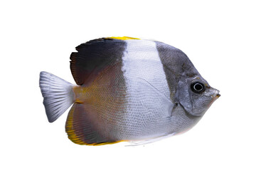 Hemitaurichthys zoster butterflyfish, black pyramid butterflyfish isolated on white, transparent...