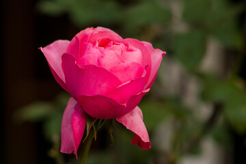 Close-up taken of pink rose in green fresh leaves on blur background