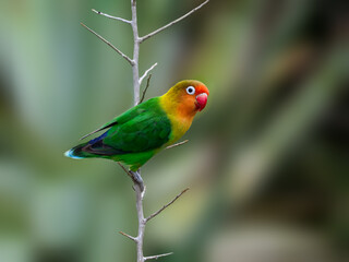 Fischer's Lovebird closeup portrait on tree branch