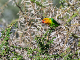 Fischer's Lovebird closeup portrait on tree branch