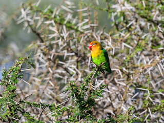 Fischer's Lovebird closeup portrait on tree branch